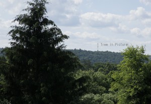 How To Build a super Pinhole Camera image of the target tree across the river in PA
